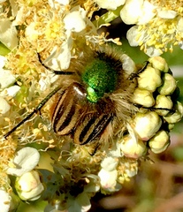 Eulasia pareyssei