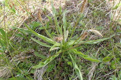 Plantago macrocarpa