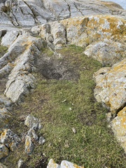 Lepidium oxycarpum