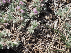 Astragalus tridactylicus