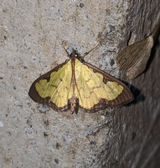 Goniorhynchus hampsoni