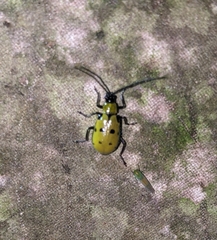 Diabrotica decempunctata