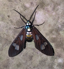 Phaio acquiguttata