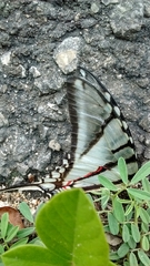 Protographium epidaus epidaus