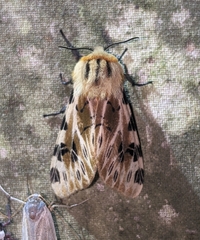 Hypercompe nemophila