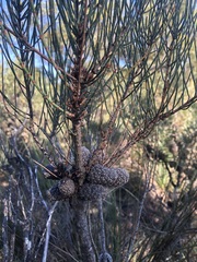 Allocasuarina mackliniana