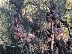 Allocasuarina mackliniana