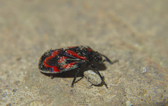 Mahanarva phantastica