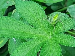 Peucetia formosensis