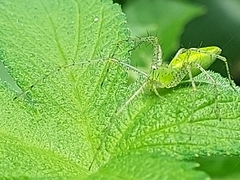 Peucetia formosensis