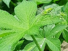 Peucetia formosensis