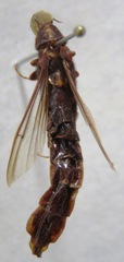 Atractocerus brasiliensis