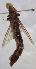 Atractocerus brasiliensis
