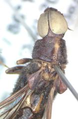 Atractocerus brasiliensis