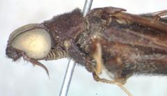Atractocerus brasiliensis