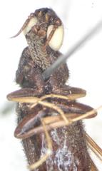 Atractocerus brasiliensis