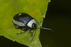 Aspicela unipunctata