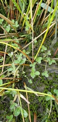 Trifolium wormskioldii