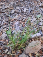 Catapodium rigidum