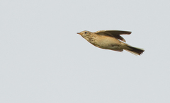 Anthus godlewskii