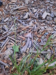 Catapodium rigidum