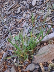 Catapodium rigidum