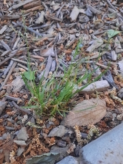 Catapodium rigidum