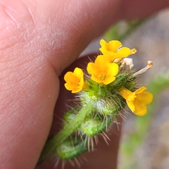 Amsinckia lycopsoides