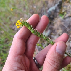 Amsinckia lycopsoides