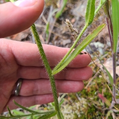 Amsinckia lycopsoides