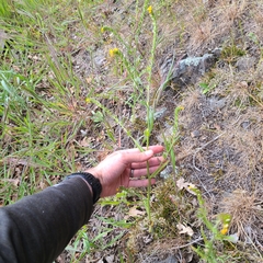 Amsinckia lycopsoides