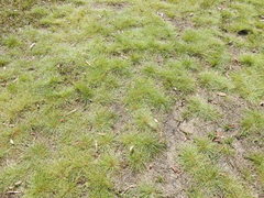 Fimbristylis acicularis