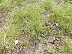 Fimbristylis acicularis