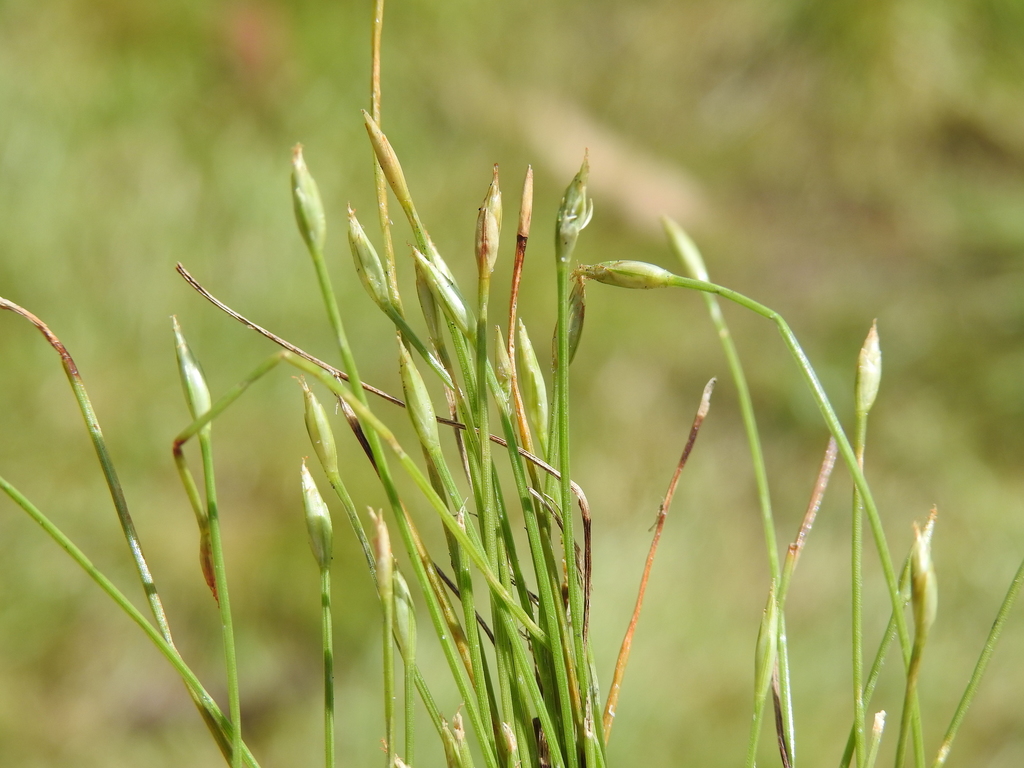 Fimbristylis acicularis