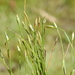 Fimbristylis acicularis - Photo (c) Scott W. Gavins, some rights reserved (CC BY-NC), uploaded by Scott W. Gavins