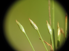Fimbristylis acicularis