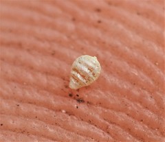 Fimbristylis acicularis