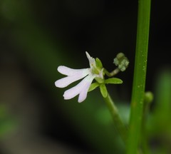Stylidium diffusum