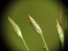 Fimbristylis acicularis