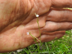 Stylidium diffusum