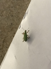 Polydrusus impressifrons