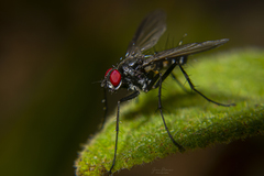 Cholomyia inaequipes