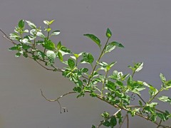 Solanum dulcamara