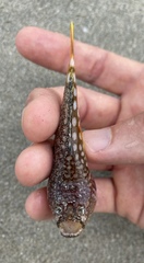 Uranoscopus japonicus