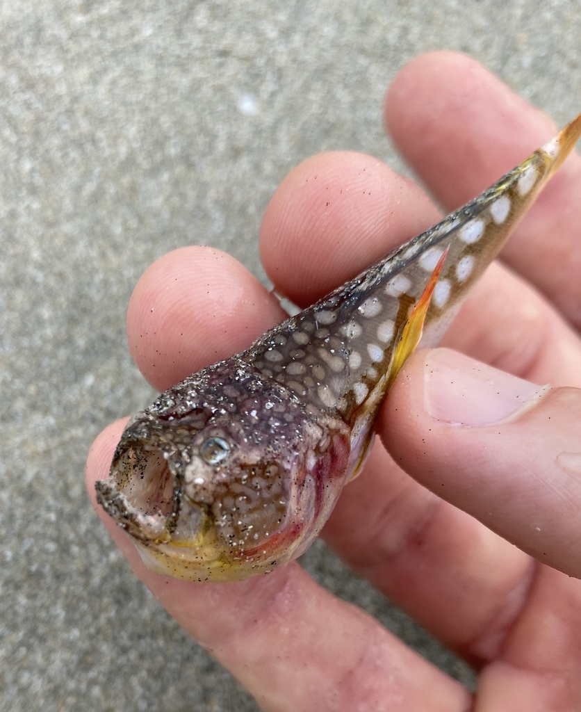 Japanese Stargazer