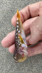 Uranoscopus japonicus