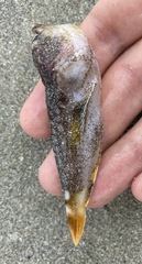 Uranoscopus japonicus