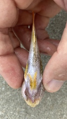 Uranoscopus japonicus