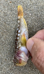 Uranoscopus japonicus