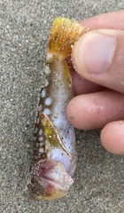 Uranoscopus japonicus